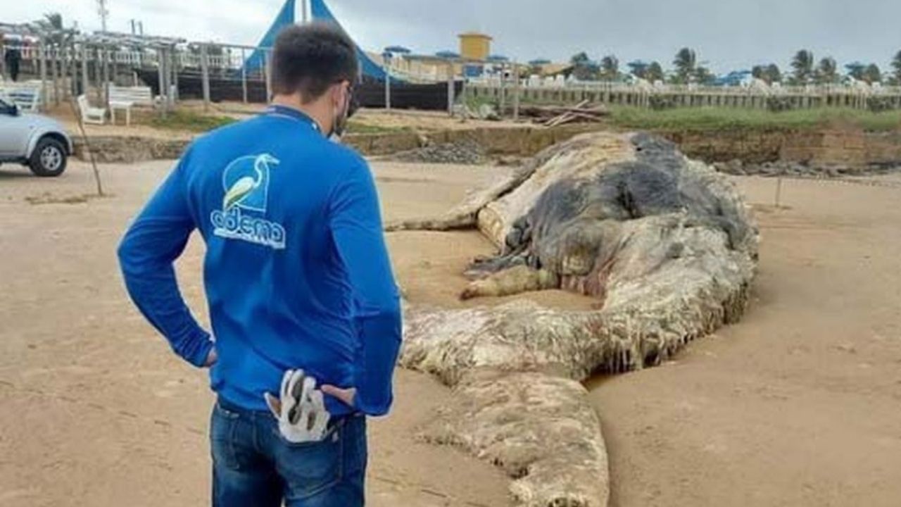 Baleia da espécie jubarte aparece morta em praia de Sergipe