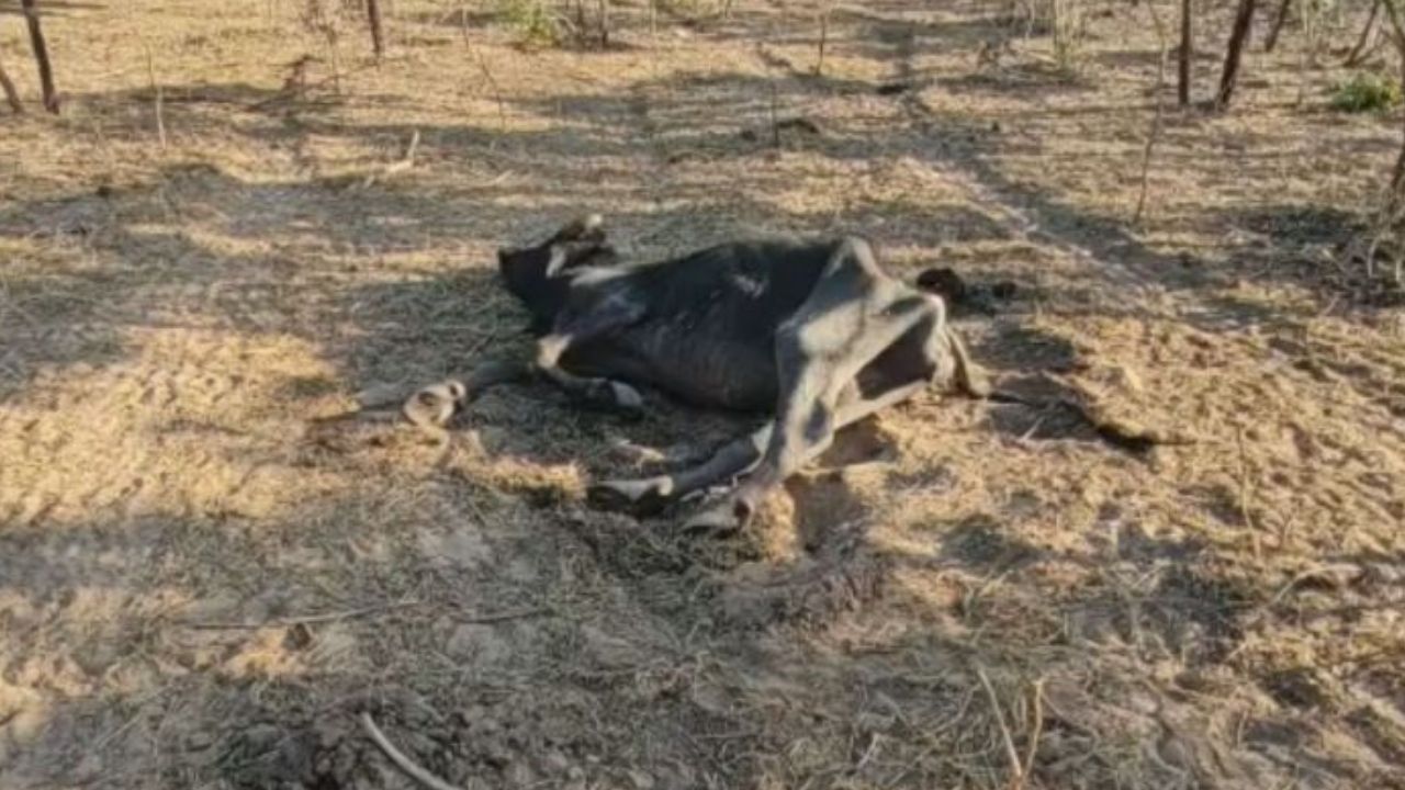 Carcaças de 98 búfalos são encontradas em propriedade