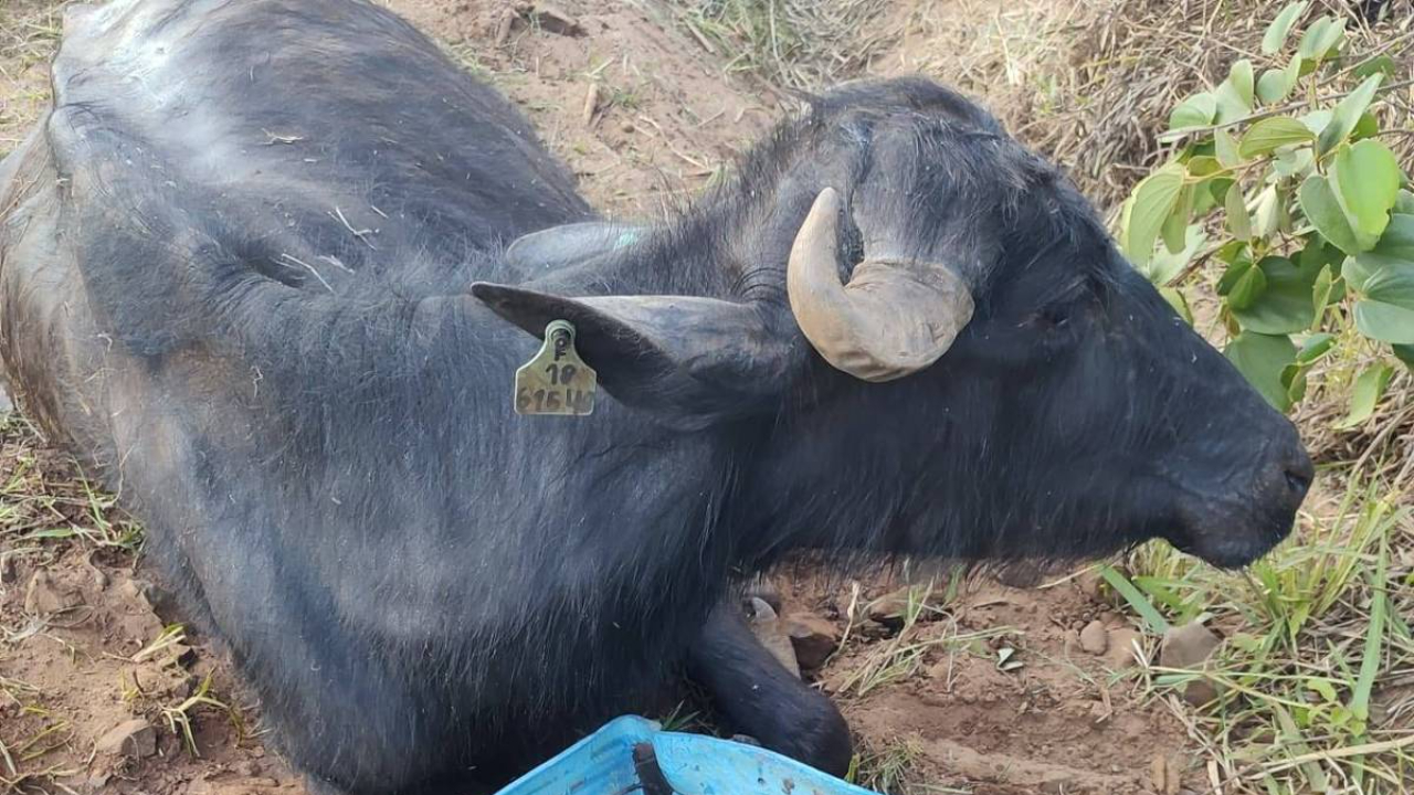 Búfalos de Brotas ficaram um mês sem comida e água