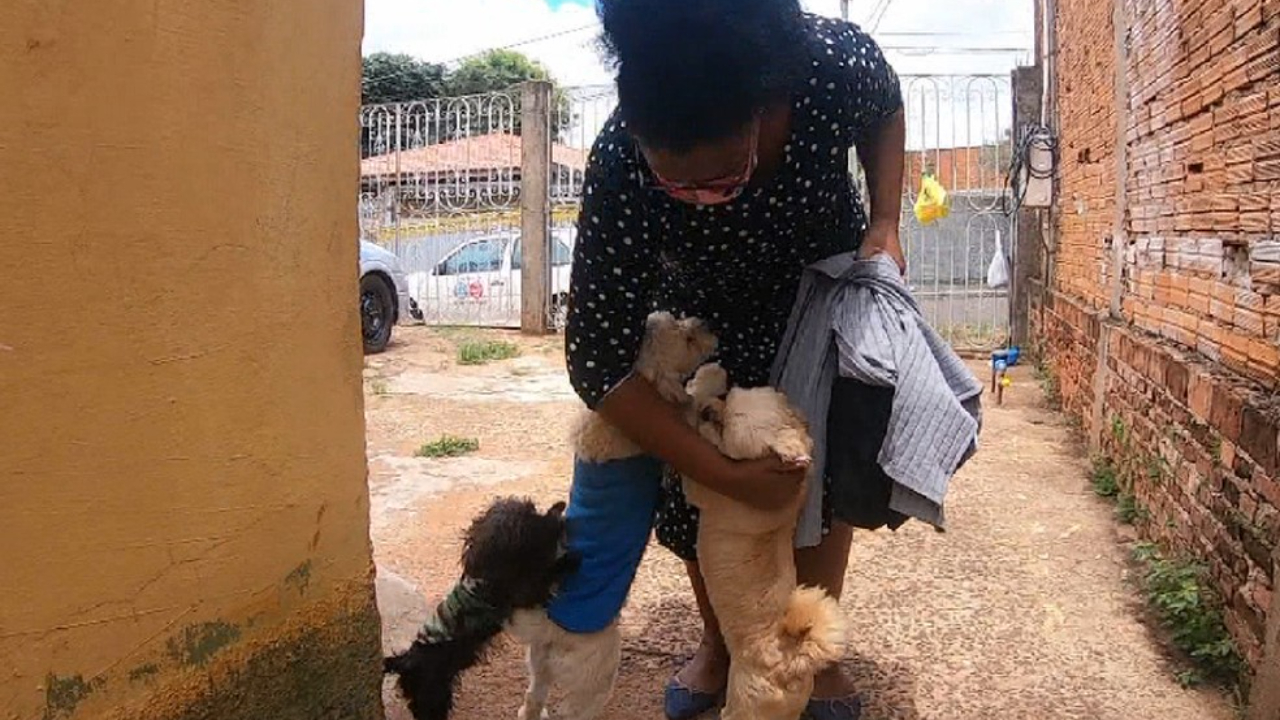 Dona de cachorra desaparecida usa DNA para encontrá-la