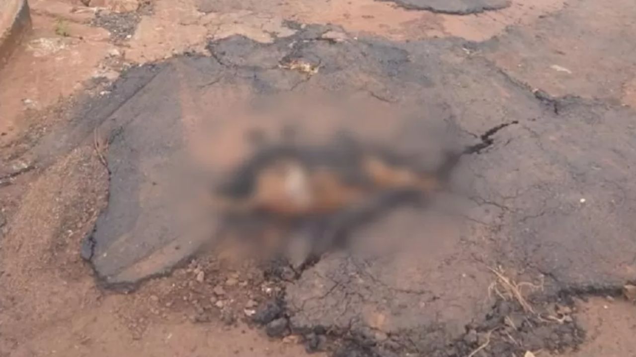 “Cena revoltante”: Cachorro é concretado em rua de Goiás