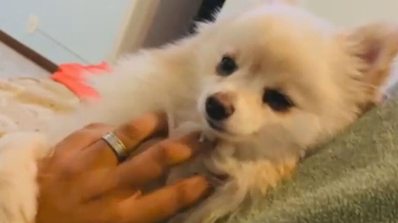 Após levar cachorro ao pet shop, dona recebe notícia de que o animal morreu: ‘Eles devolveram meu filho morto’