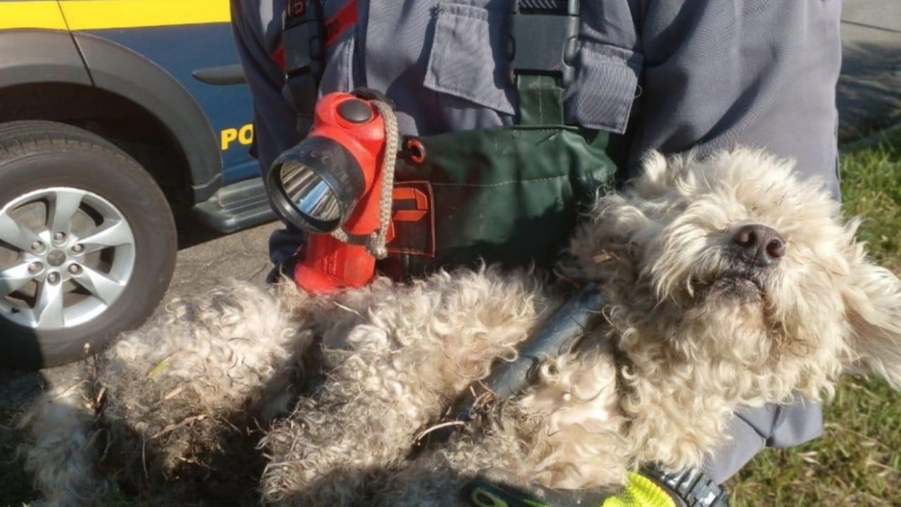 Cachorro deixado em rodovia ganha novo lar após ser resgatado por bombeiros