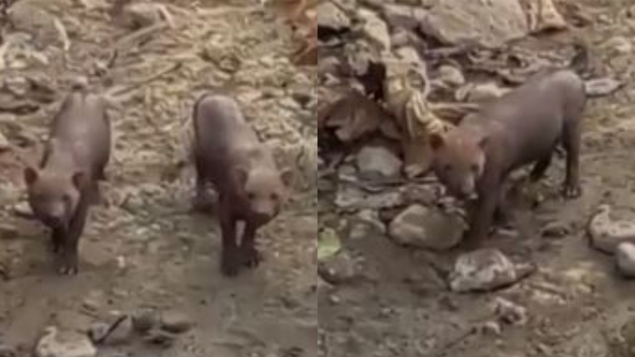 Espécie rara: Cachorros-vinagres são vistos se refrescando em rio