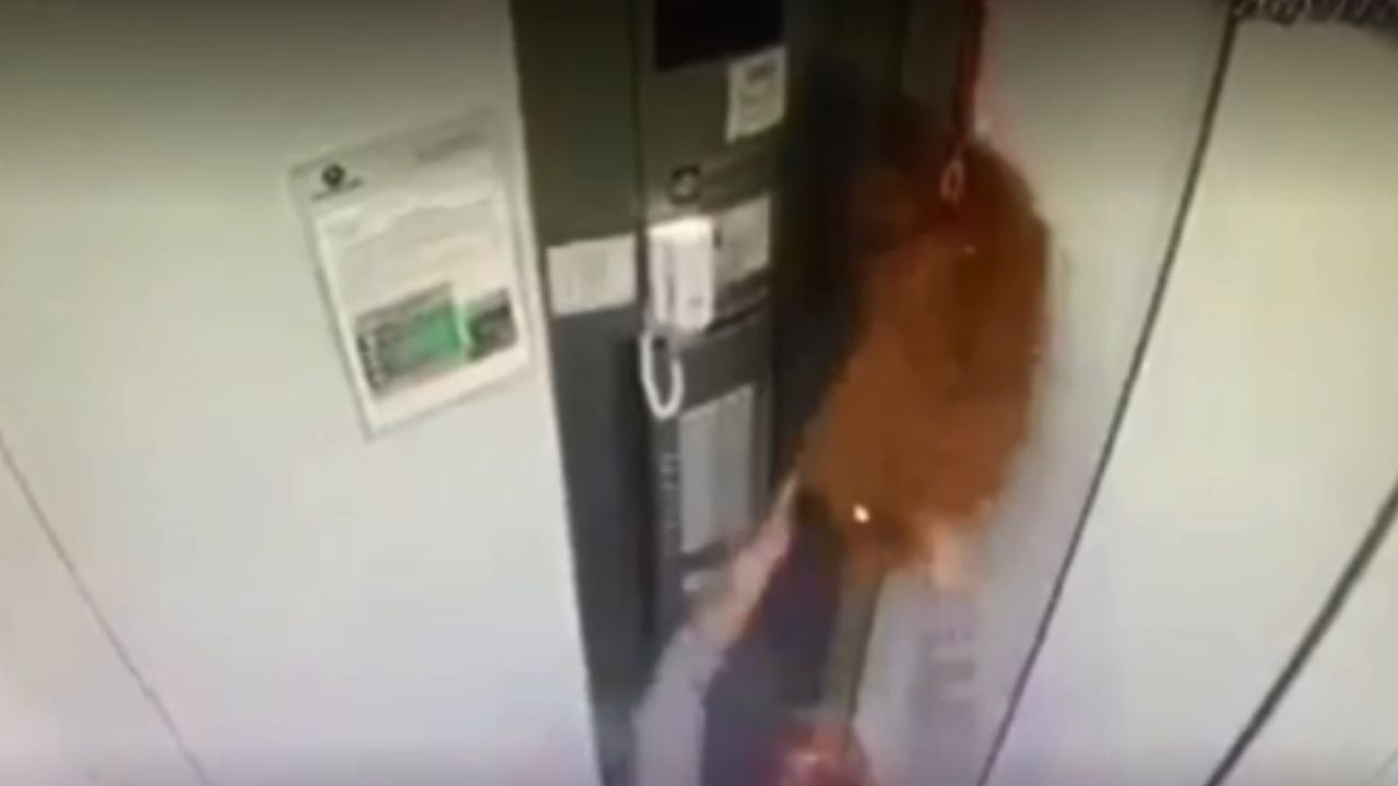 Cachorro fica pendurado pela coleira em elevador em funcionamento