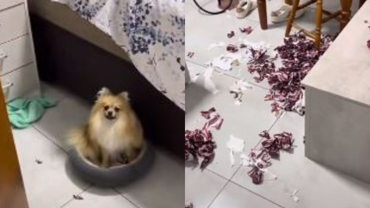 Cachorro rasga figurinhas da Copa e gera prejuízo de R$875