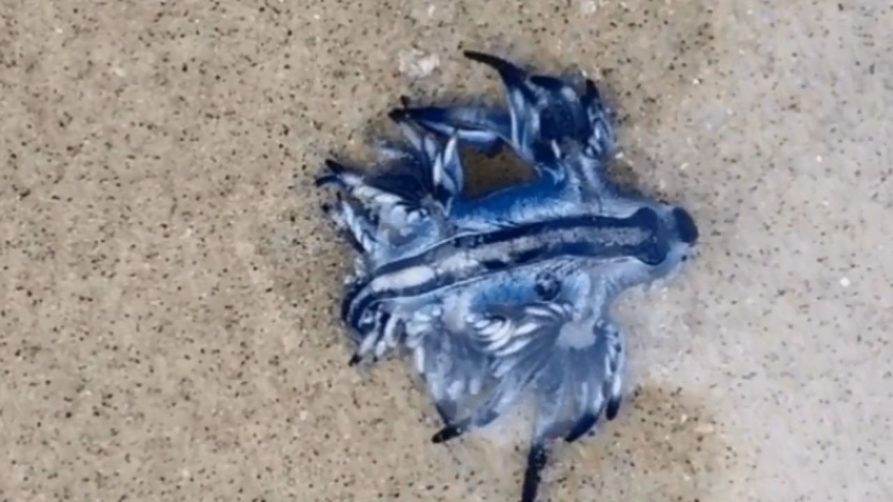 Moradora registra rara aparição de ‘dragão azul’ em praia paulista
