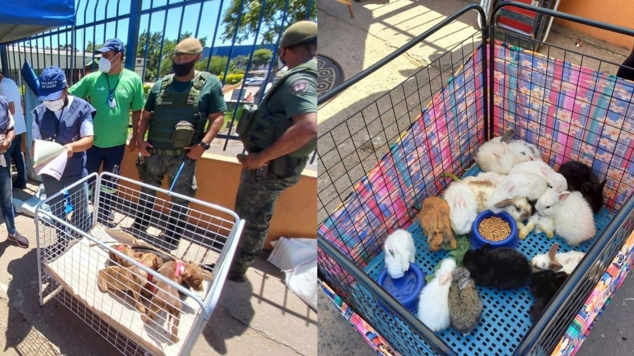 Agentes resgatam mais de 50 animais que seriam vendidos ilegalmente em feira