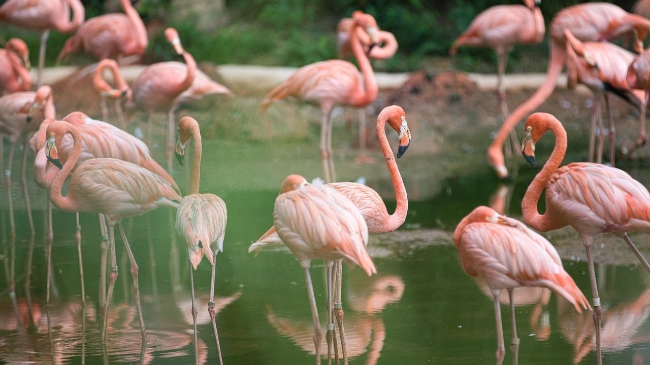 172 flamingos morreram em decorrência de ataque de onças, no Parque das Aves, Foz do Iguaçu