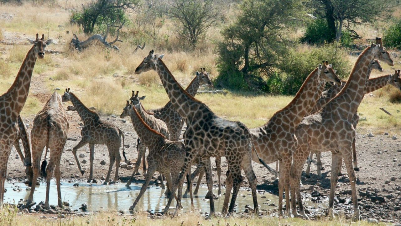 Estudo faz revelação sobre a misteriosa vida sexual das girafas