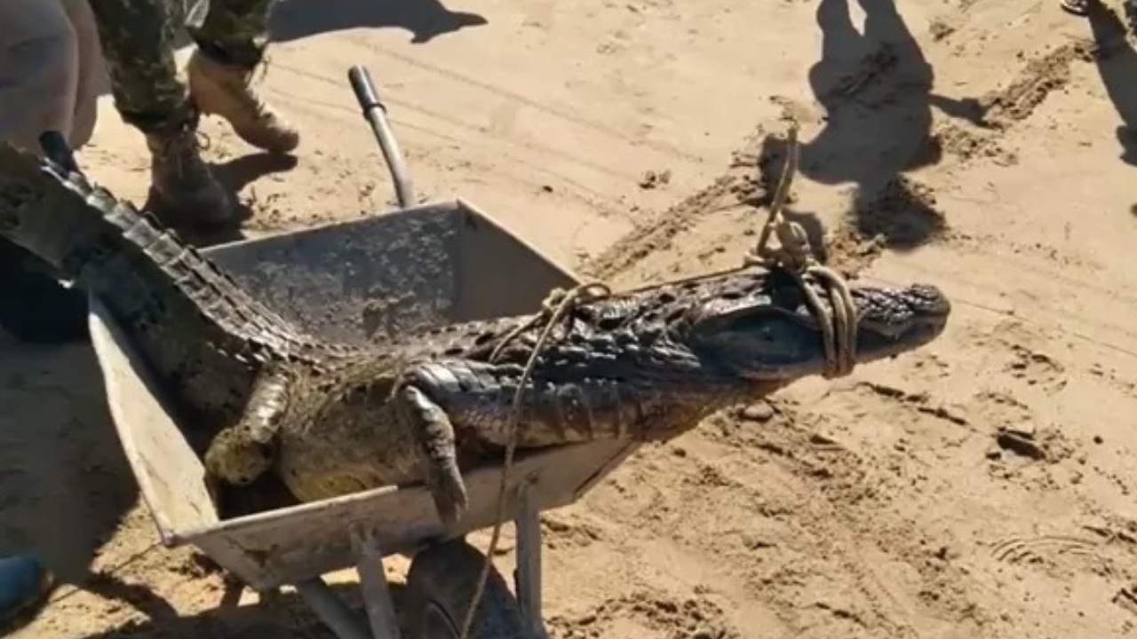 Em cena incomum, jacaré é resgatado em praia da Marina, em Búzios
