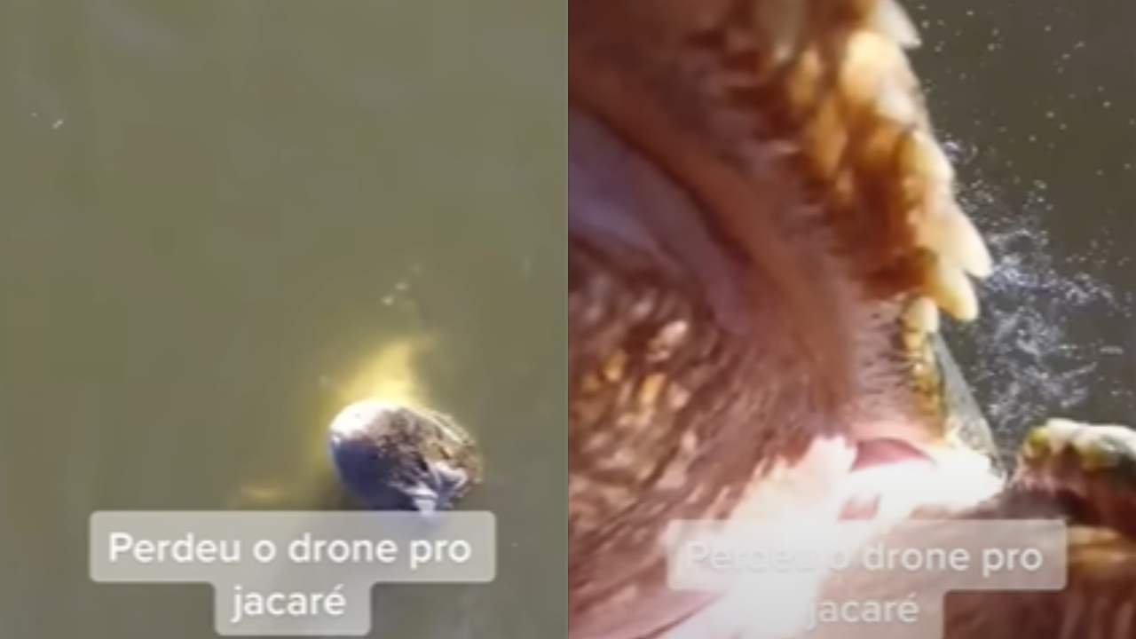 Jacaré salta e abocanha drone de R$ 7 mil no Tocantins; veja vídeo