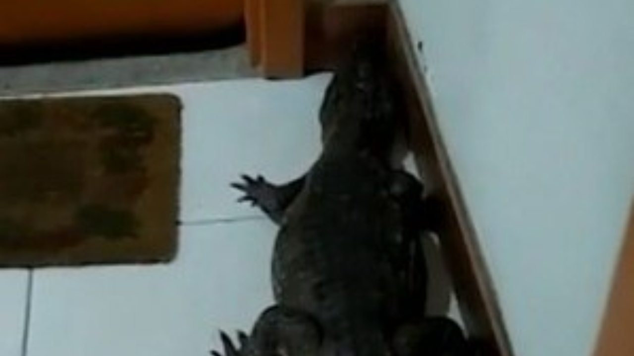 Morador do Rio de Janeiro encontra jacaré em sua porta