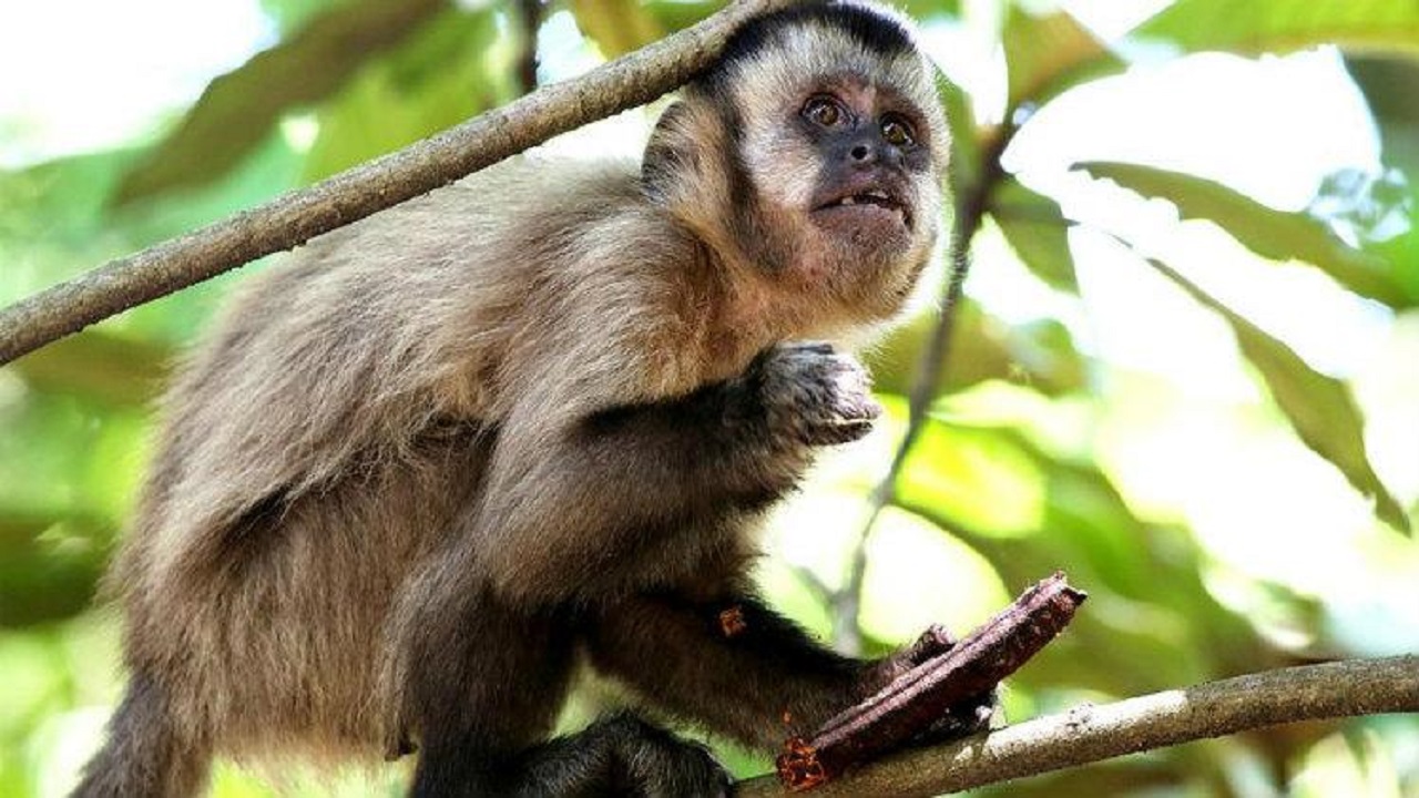 Sentinelas: macacos não são culpados pela febre amarela