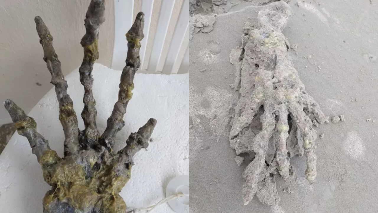 Esqueleto confundido com ‘mão gigante’ é encontrado no litoral paulista e intriga
