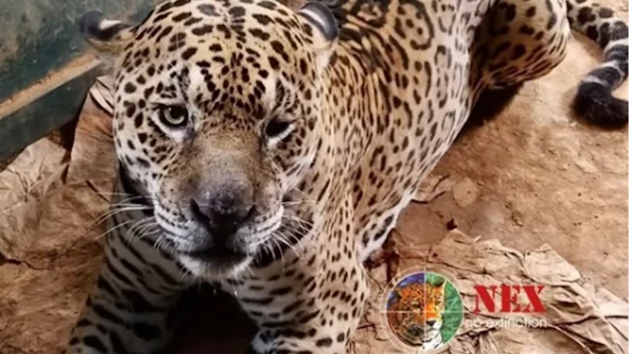 Onça resgatada das chamas do pantanal se recupera e volta à natureza