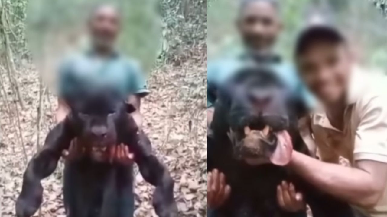 No Maranhão, homem é preso após caçar onça ameaçada de extinção