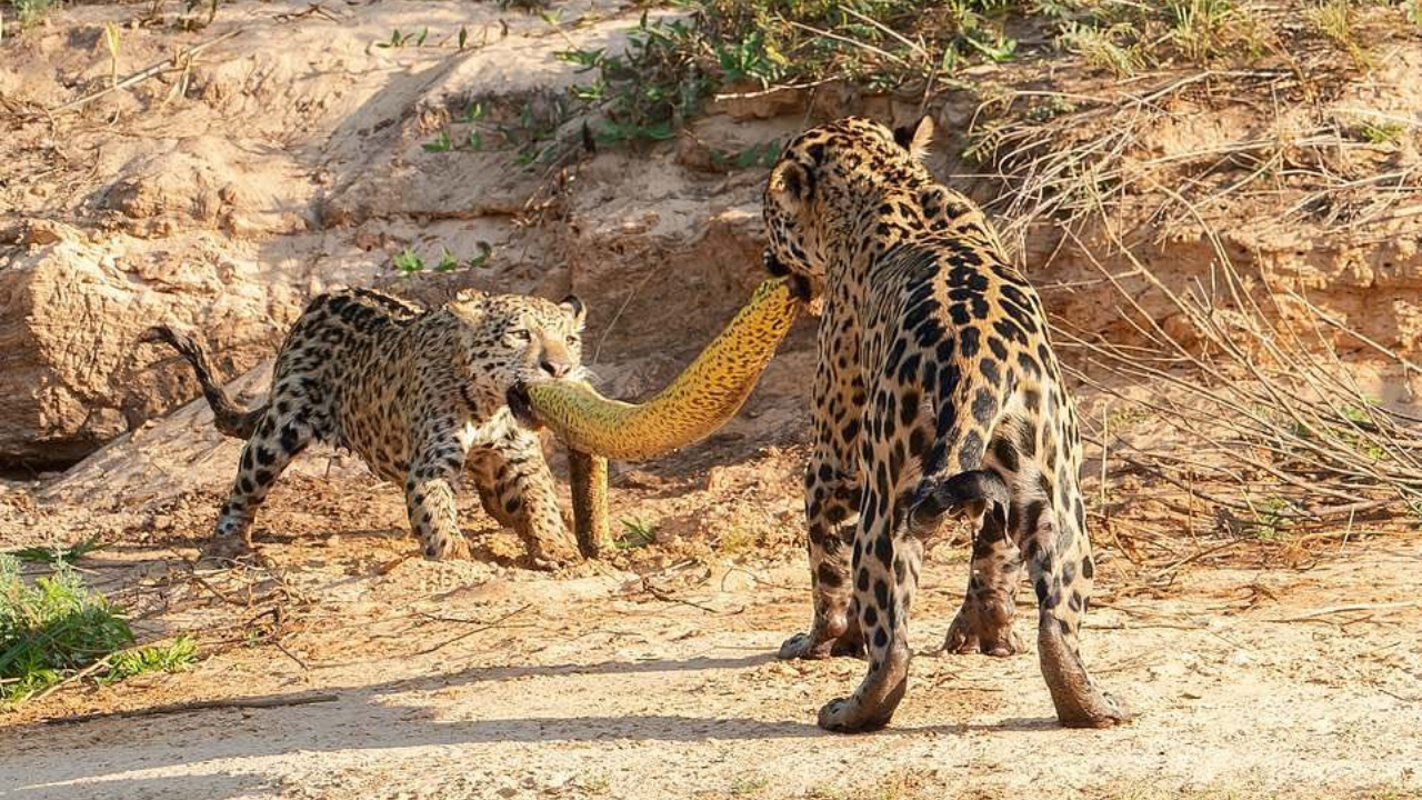 Onças-pintadas são encontradas brincando de cabo de guerra com uma sucuri-amarela