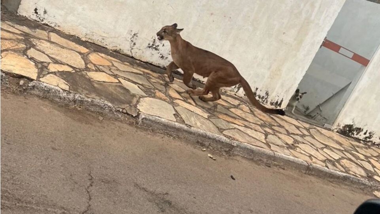 Onça invade hospital em Goiás