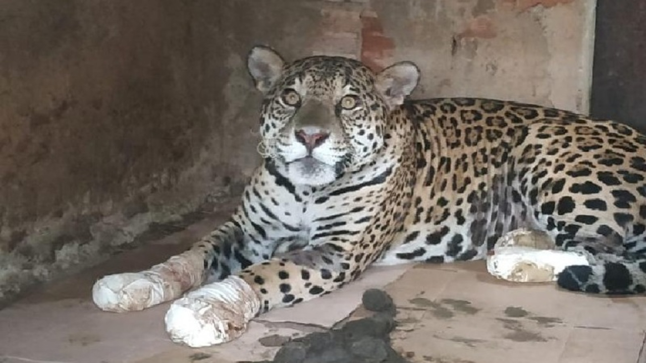 A emocionante história da onça Amanaci, resgatada dos incêndios no Pantanal