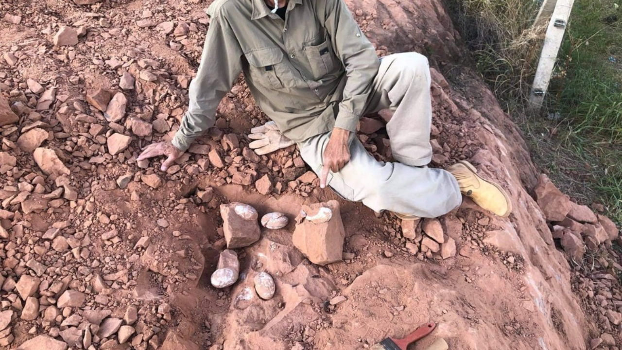 Ovos de dinossauro são encontrados em Presidente Prudente