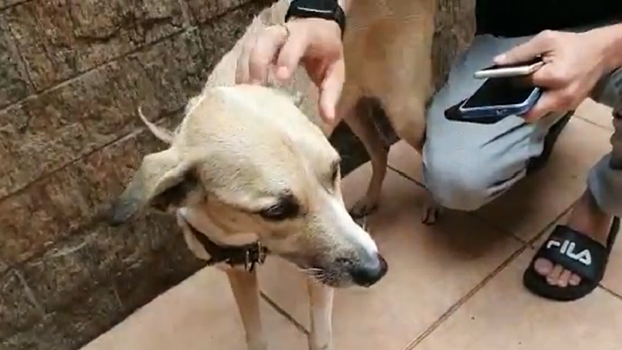 Dono de Pandora comemora fim das buscas: ‘Estou flutuando’