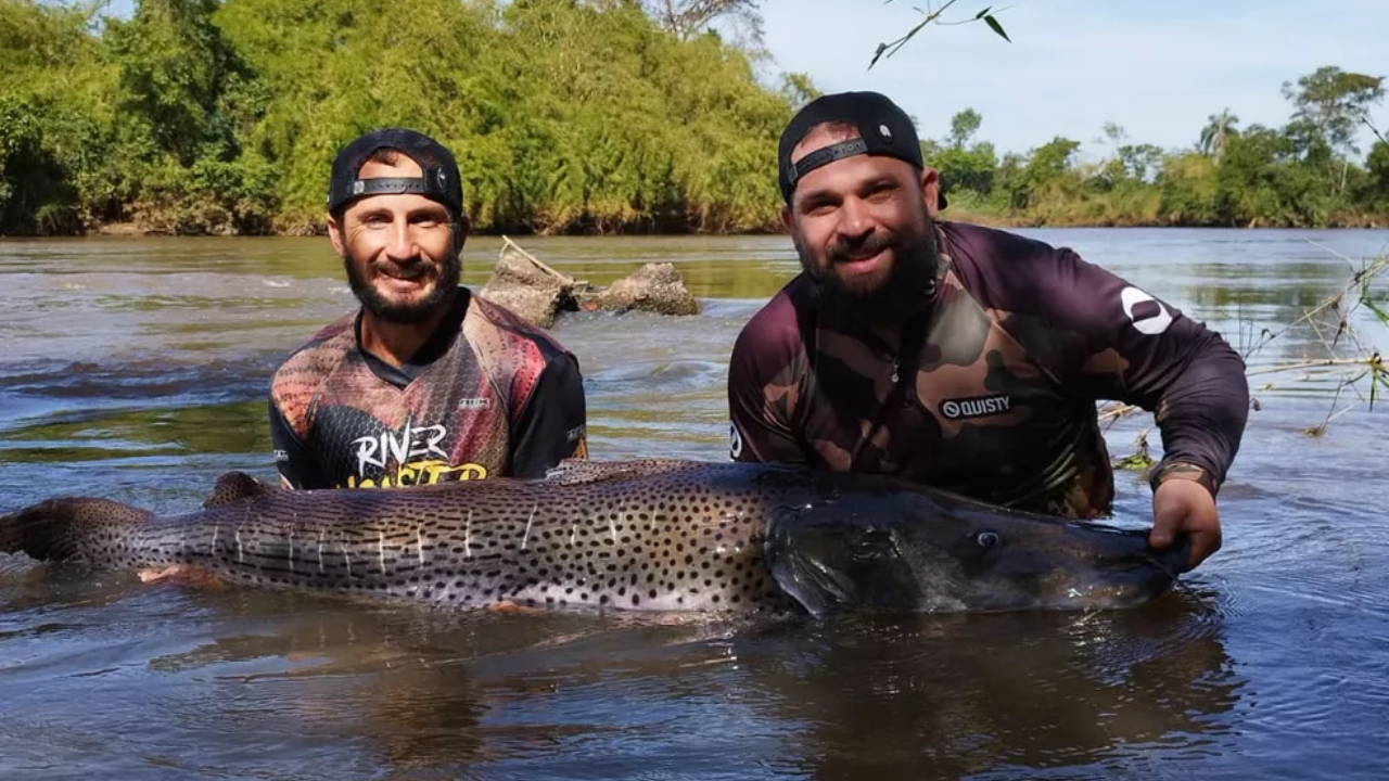 Agricultor fisga peixe de 1,65m e 55kg em rio no MS