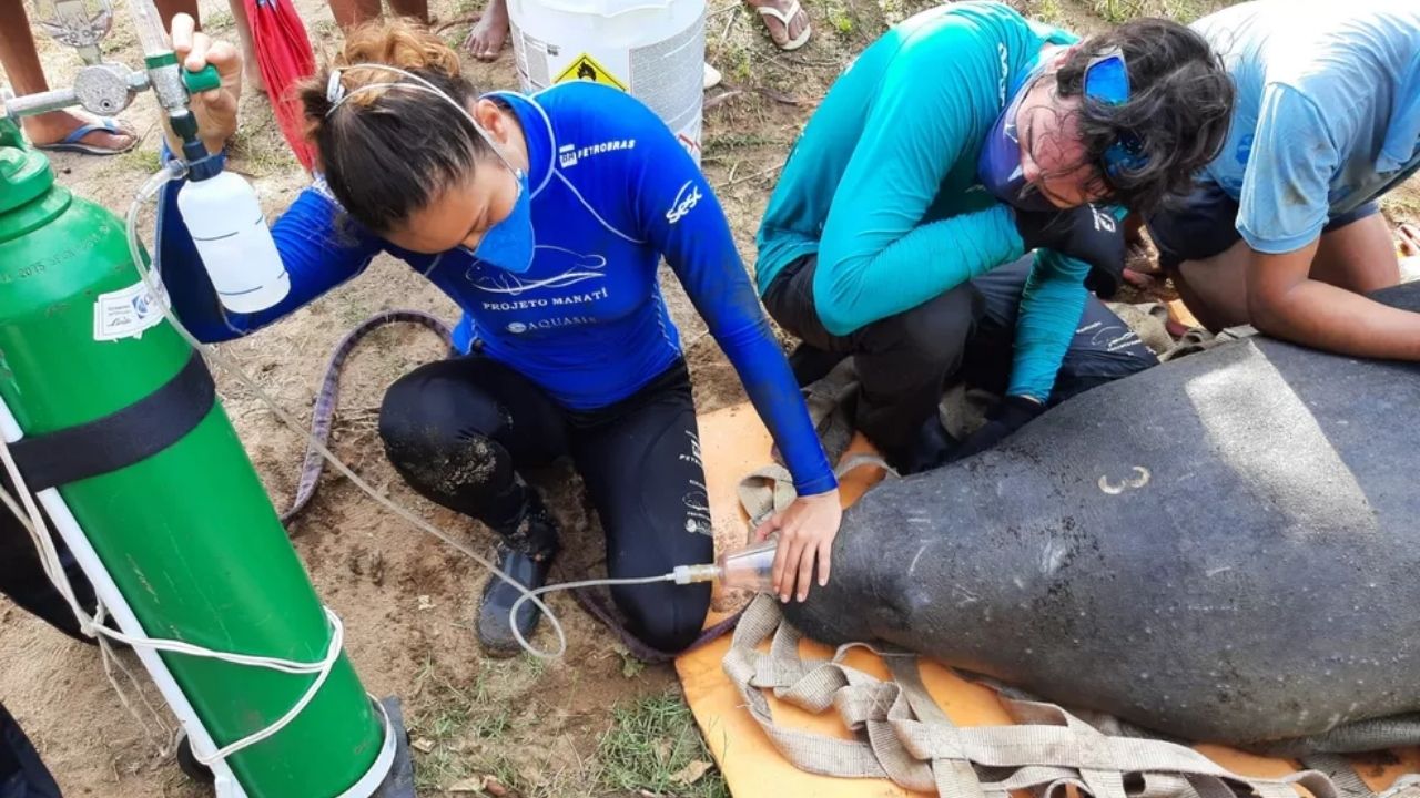 Peixe-boi de 380 kg é resgatada menos de um mês após ser devolvida ao mar do Ceará