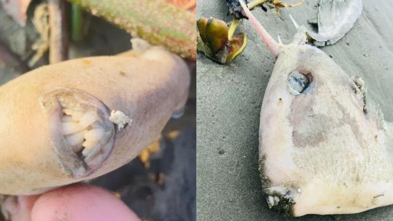 Curioso peixe ‘chifrudo e dentuço’ é encontrado decapitado no litoral de SP