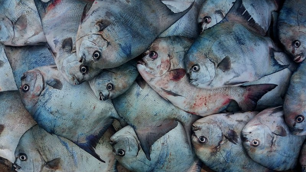 Doença da urina preta: Pará investiga morte e 3 casos após consumo de peixe