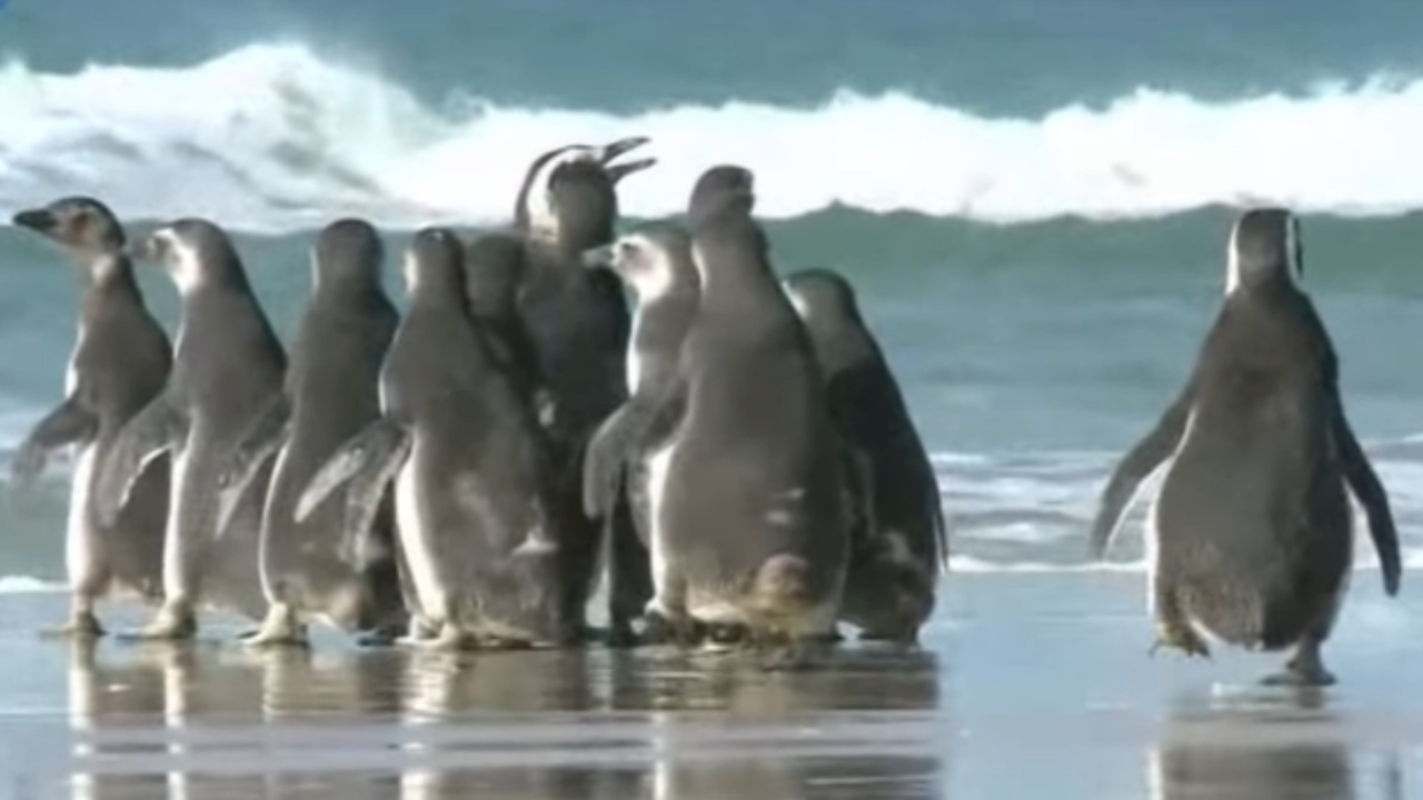 Quase 600 pinguins são encontrados mortos após ciclone em Santa Catarina