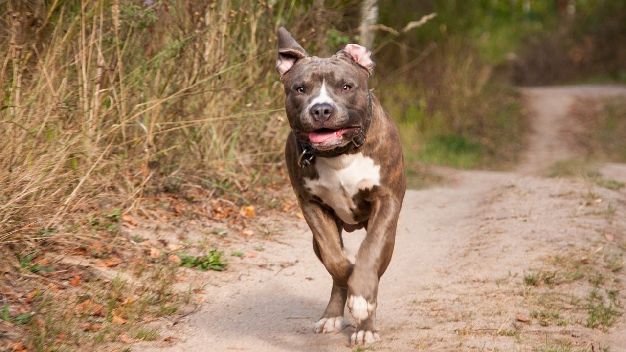 Bebê é atacado por pitbull e não resiste