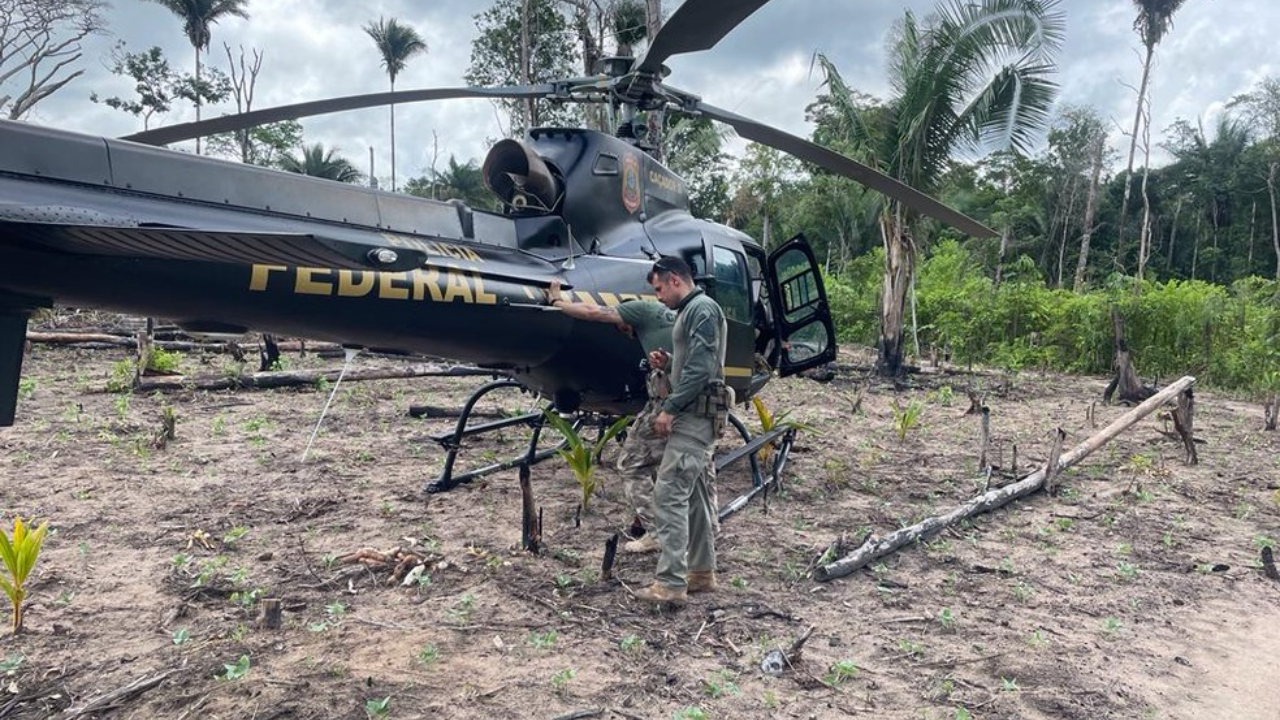 Polícia Federal queima 85 mil pés de maconha no oeste do Maranhão