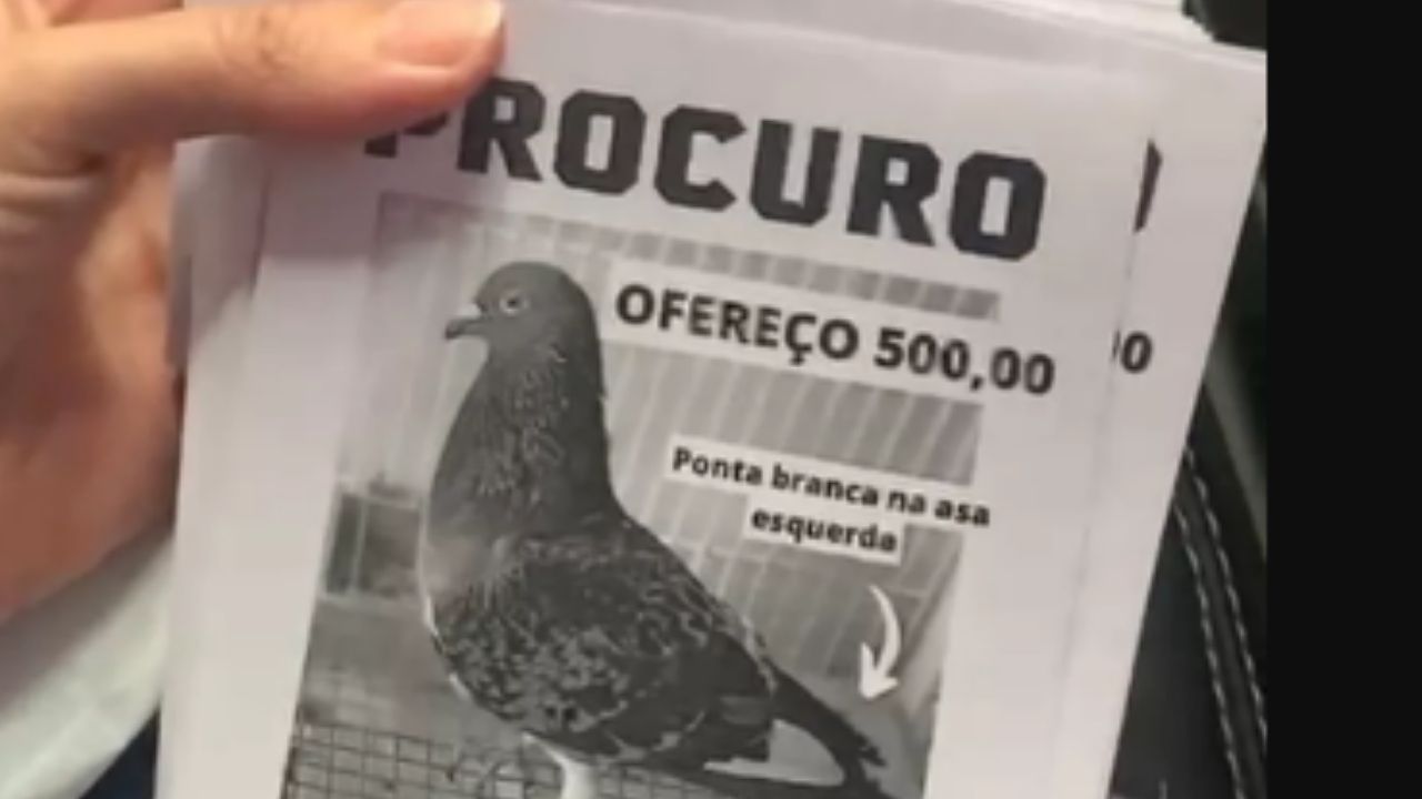 Mulher oferece recompensa de R$ 500 para quem encontrar seu pombo de estimação