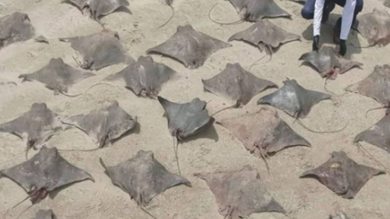 55 raias e 3 tubarões são achados sem vida em praia