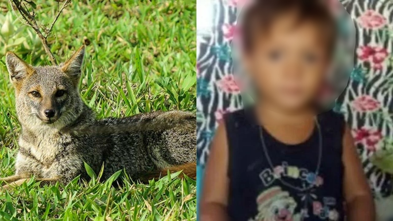 Após contato com raposa, menino de 2 anos morre em decorrência do vírus da raiva