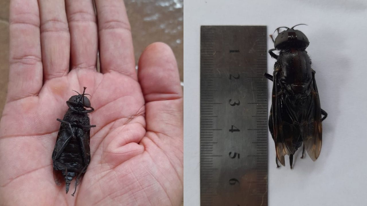 Achado raro: Mosca gigante de 6 centímetros é encontrada