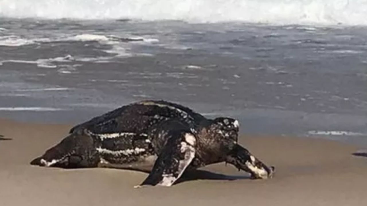 Tartaruga gigante é encontrada ferida e morta em areia da praia