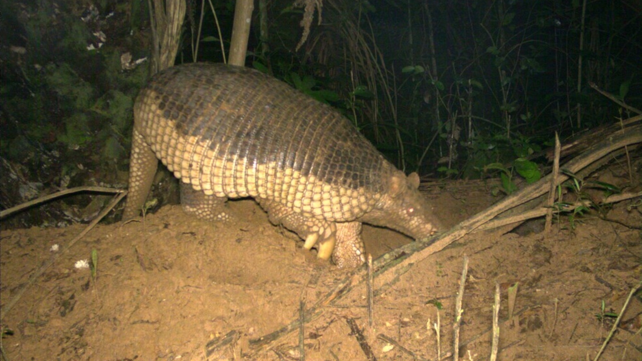 Maior tatu do mundo em risco: a realidade da espécie tatu-canastra no Cerrado brasileiro, segundo estudo