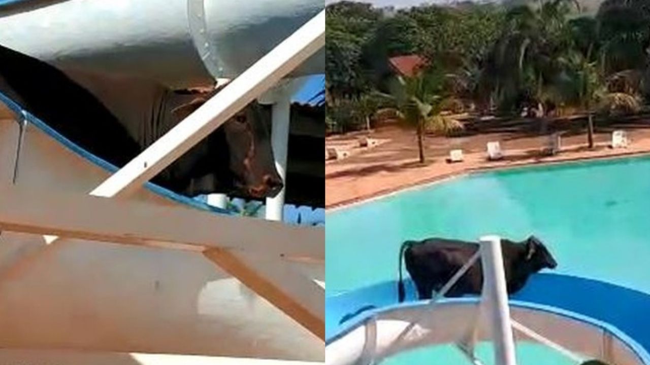Vídeo: Câmeras de clube registram vaca descendo de toboágua para aliviar calor