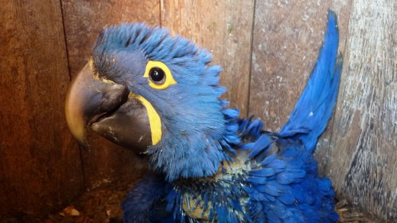 Espécies em lista de animais ameaçados de extinção nascem em MG