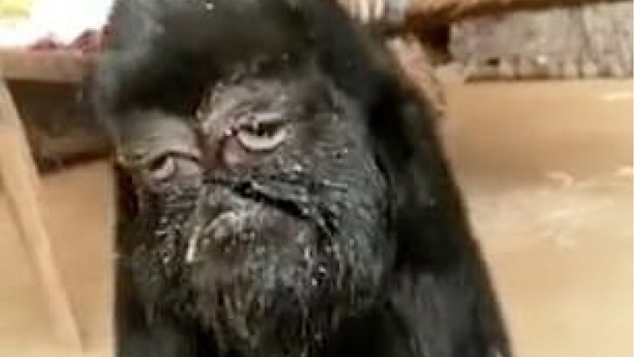 Cabra com deformidade facial é adorada como divindade na Índia