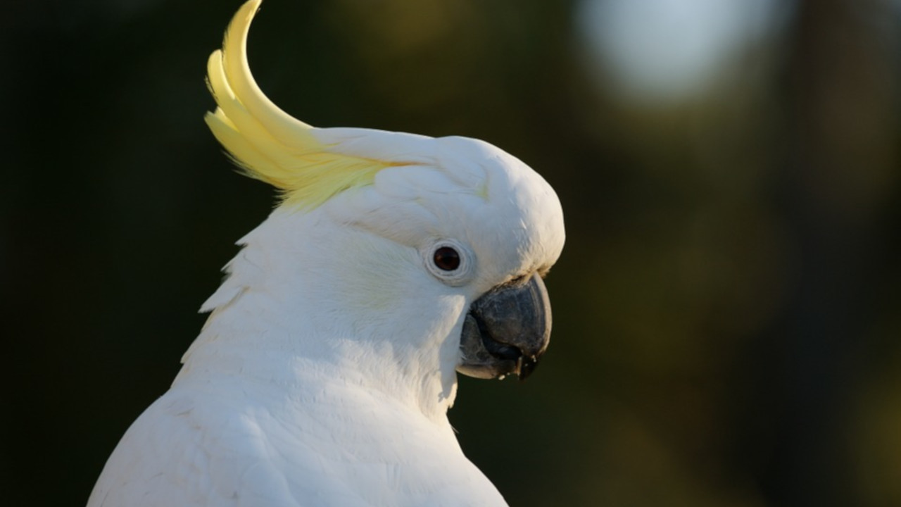 Cacatua é baleada 5 vezes — e sobrevive