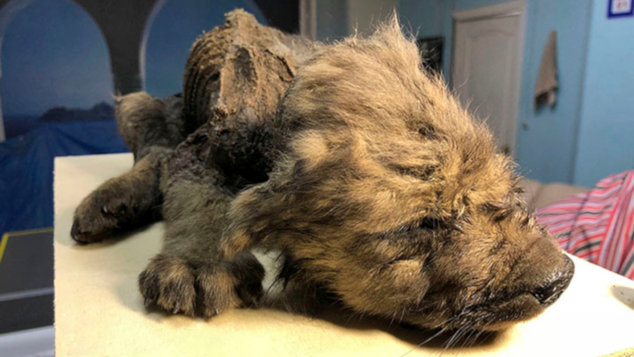 Descubra a espécie de ‘Dogor’, filhote pré-histórico encontrado na Sibéria