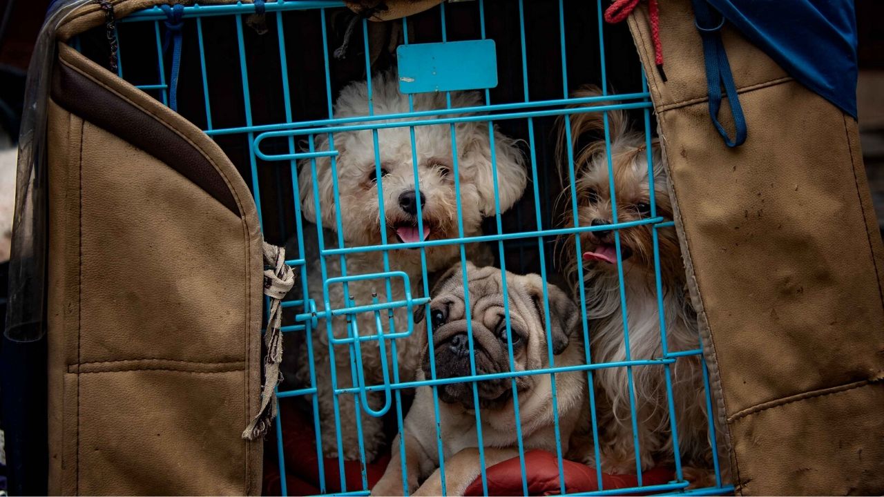 China sinaliza proibição de consumo de carne de cachorro após pandemia de COVID-19