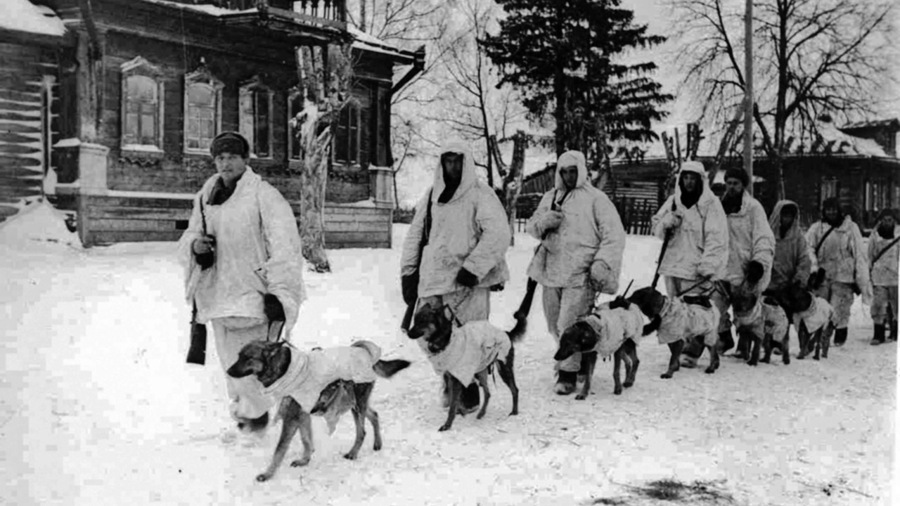 Durante a Segunda Guerra, cachorros eram usados como explosivos pela União Soviética