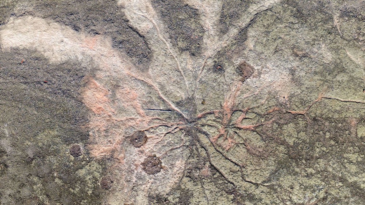 Em grande descoberta, pesquisadores localizam as raízes da floresta mais antiga do mundo