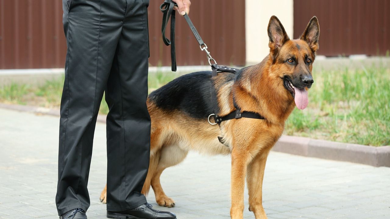 Condado da China planeja revogar proibição de passeios com cães em público