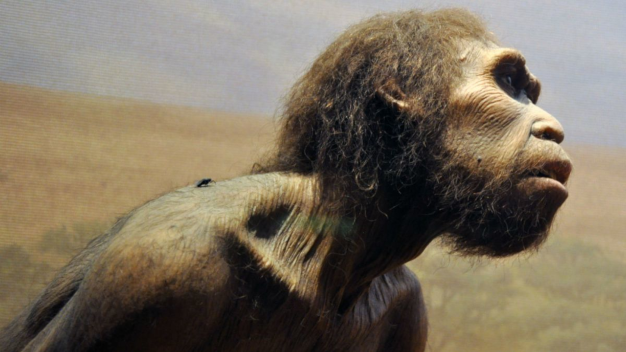 Cientistas identificam genes fundamentais para evolução do Homo Sapiens