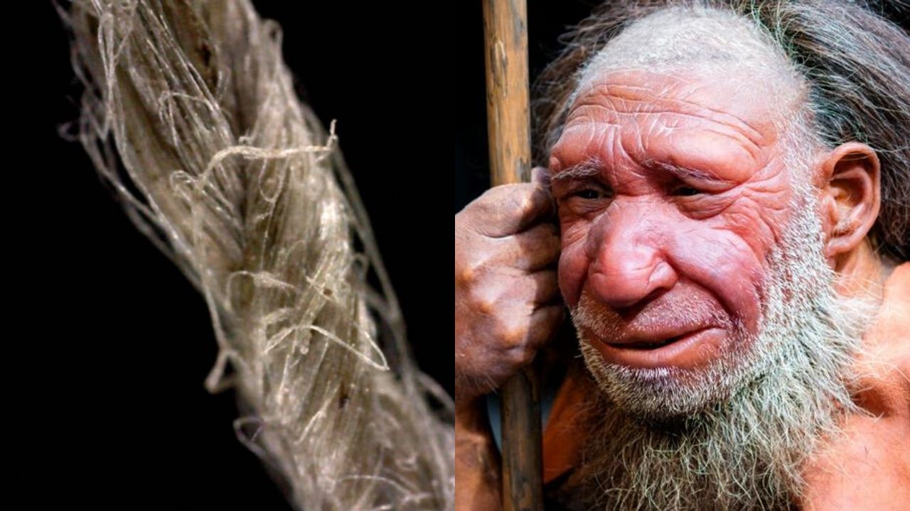 Neandertais tinham a capacidade de fazer cordas, afirma estudo